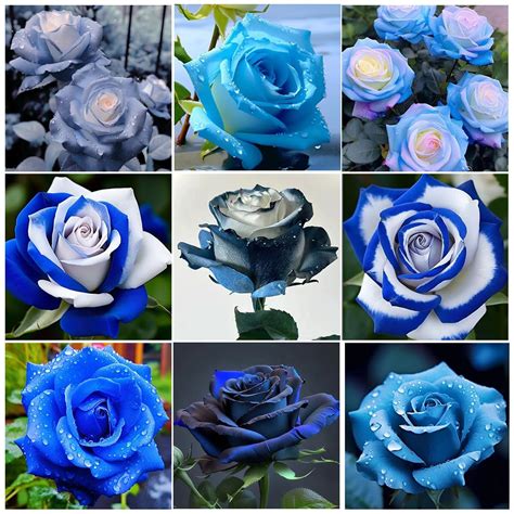 Mix Blue Rose Mmf Seeds For Planting Outdoors Perennial Shrub