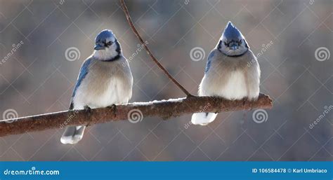 Two Blue Jays during Winter Stock Photo - Image of snow, winter: 106584478