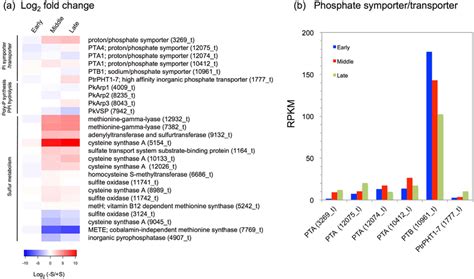 Transcriptome Response To S Deficiency By RNA Seq Analysis A Heat