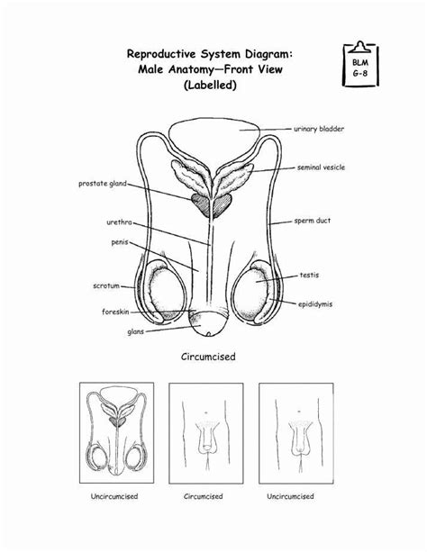 50 The Female Reproductive System Worksheet Chessmuseum Template Library