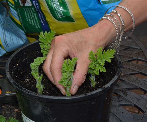 how to propagate geraniums 6