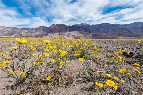 DL_20160227_DSC4372_Death_Valley_Wildflowers.jpg - Daniel Leu Photography