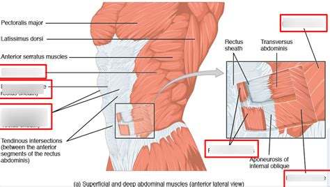 Abdominal Muscles Diagram | Quizlet