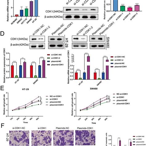 Cdk Stimulates The Proliferation And Migration Of Crc Cells A Cdk