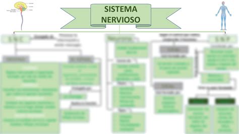 Solution Sistema Nervioso Mapa Conceptual Studypool The Best Porn