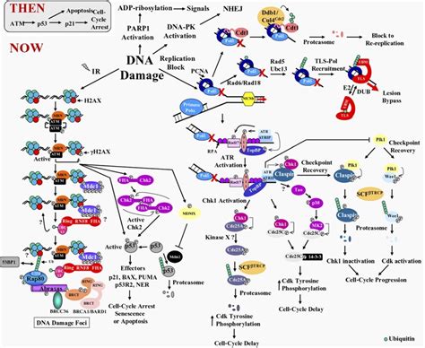 Introduction To Dna Damage Response Ddr Radiology And Physical Medicine Weblog