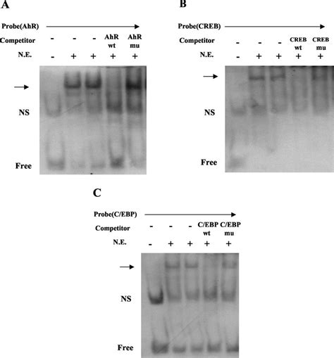 Complex Formation Between Nuclear Protein Extracts From Rinm F Cells