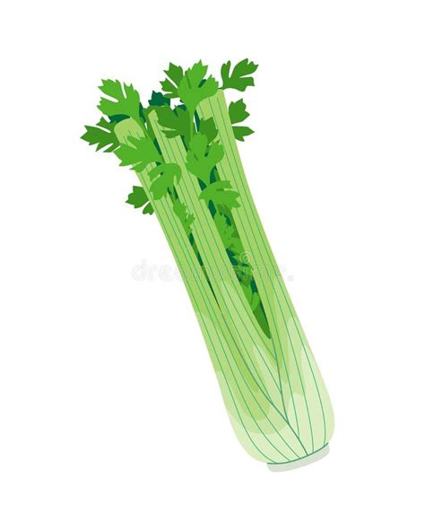 Celery Stock Illustrations 14944 Celery Stock Illustrations Vectors