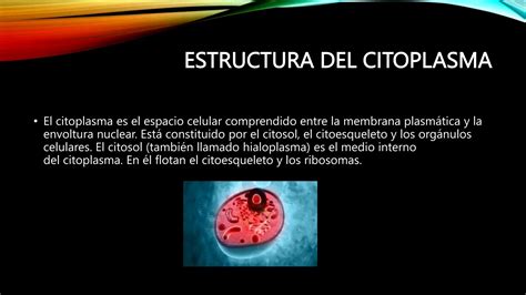 Citoplasma Celular Estructura Y Funcionpptx