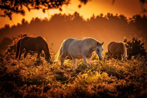 Premium Photo | Wild horses at sunset