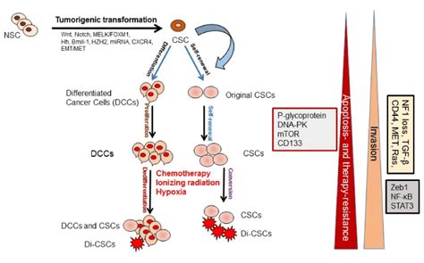 Resistance To Drugs And Cell Death In Cancer Stem Cells Cscs