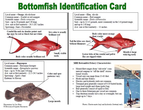 Bottom Fish Guide - Hawaii Bottom Fishing Charter Boat