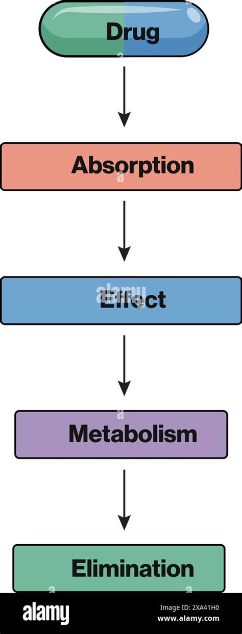 Detailed Vector Illustration of Drug Action Pathway Flow Chart for Pharmacology and Medicine ...