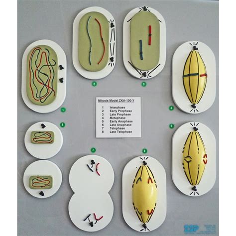 Mitosis Mitotic Cell Division Model 100y Cell Biology Esp Models