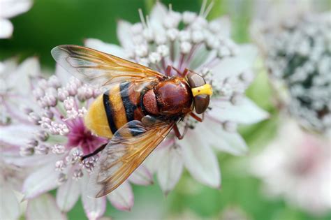 Undeniably Interesting Facts About Hoverflies - Animal Sake