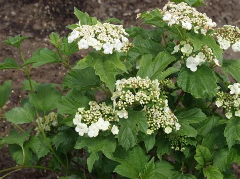 Viburnum American Cranberry Wentworth