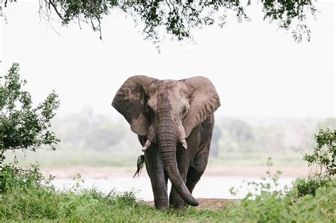 elephants-Zimbabwe - SunCovered