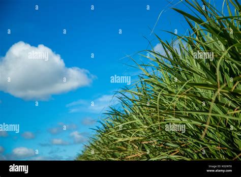 Sugar cane plantation Stock Photo - Alamy