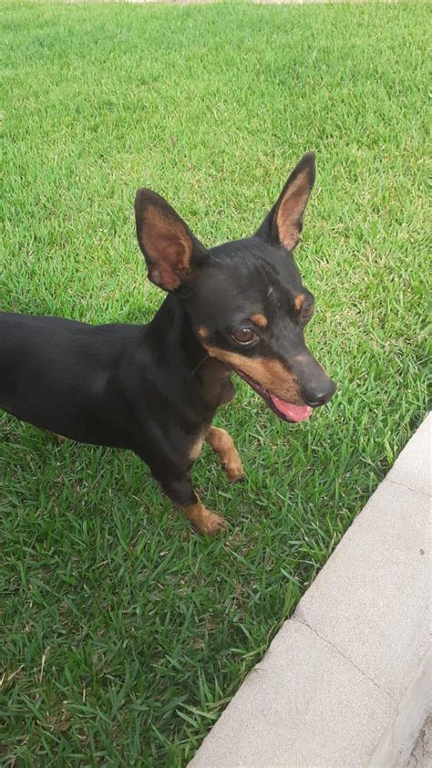 Cachorro Da Ra A Pinscher Desaparece Em Rolim De Moura Rolnews