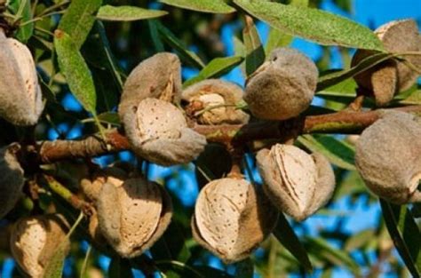 Pohon Kacang Almond Newstempo