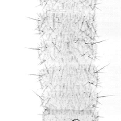 a. Leg. – b. Urogomphi in dorsal view. – c. Pygidium in dorsal view ...