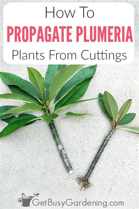 How To Propagate Plumeria Cuttings In 5 Easy Steps Artofit