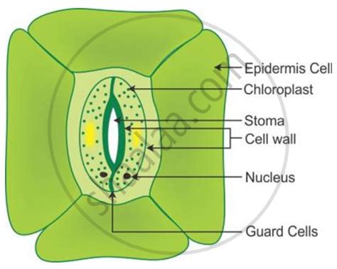 Draw A Neat Diagram Of The Stomatal Apparatus Found In The Epidermis Of Leaves And Label The