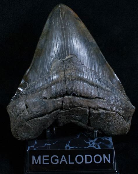 Extremely Wide 613 Megalodon Tooth For Sale 5726