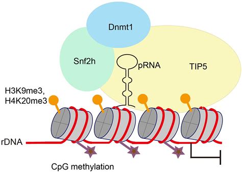 Rrna Structure And Function