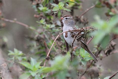 White Crowned Sparrow Probable Gambelii Subspecies Flickr