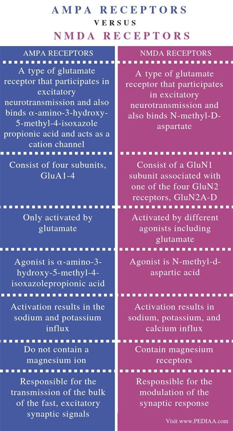 What Is The Difference Between Ampa And Nmda Receptors Pediaacom