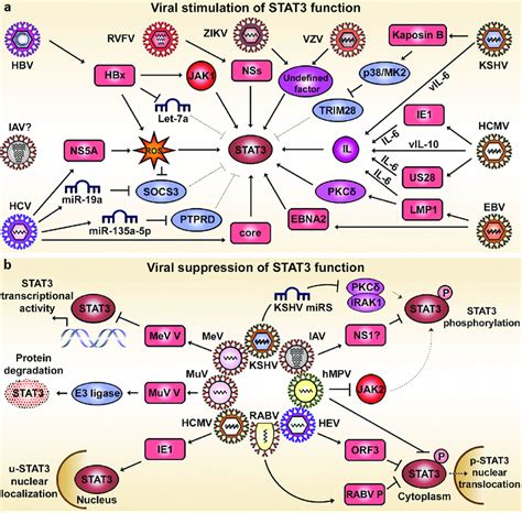 Viral Manipulation Of The Stat3 Signaling Pathway A Viruses