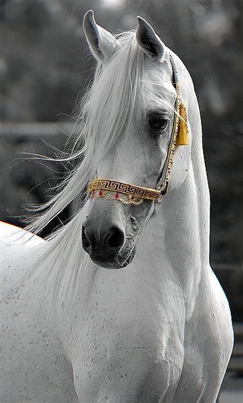 Arabian Horse Wallpaper Hd