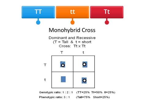 MONOHYBRID CROSS - Labelled diagram