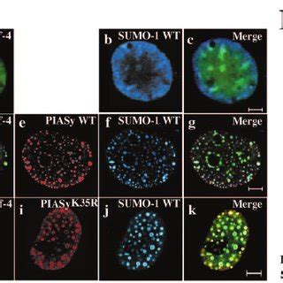 Colocalization Of Piasy And Tcf In The Nucleus A Representative