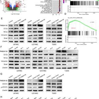 Tmem Mrna Is Highly Expressed In Idh Wt Gbms And Is Correlated With