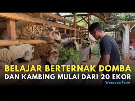 Belajar Berternak Mulai Dari Ekor Dengan Pakan Hijauan Youtube