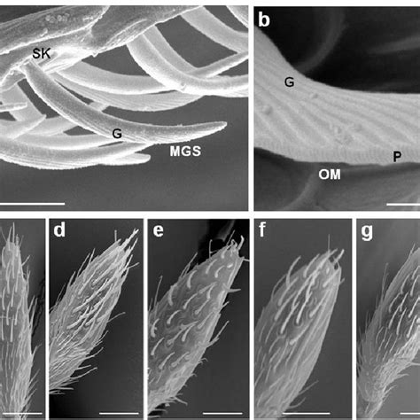 Pdf Morphology And Distribution Of Antennal Multiporous Gustatory Sensilla Related To Host