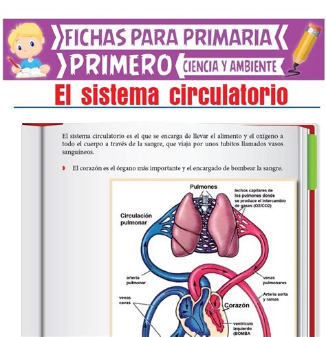 Fichas De Primaria Ficha Del Sistema Circulatorio Aparato Images And