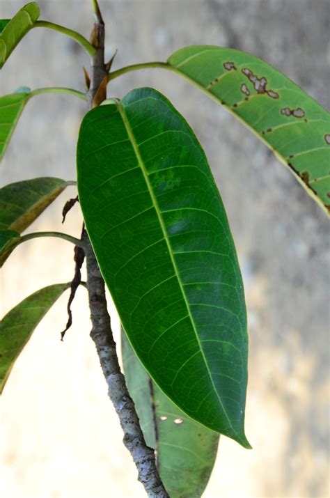 Ficus Globosa Tangkulap Fr Tongod Sabah The Figs Of Borneo