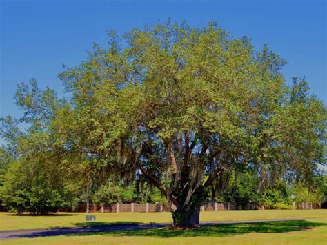 27 Amazing Fast Growing Shade Trees