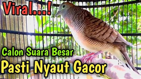 PERKUTUT LOKAL GACOR SUARA BESAR NYAUT Suara Burung Perkutut Gacor