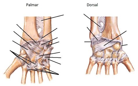 Diagram Ligaments Of The Wrist And Hand Diagram Quizlet