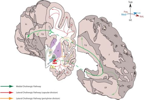 Nucleus Basalis Of Meynert Stimulation For Dementia Theoretical And