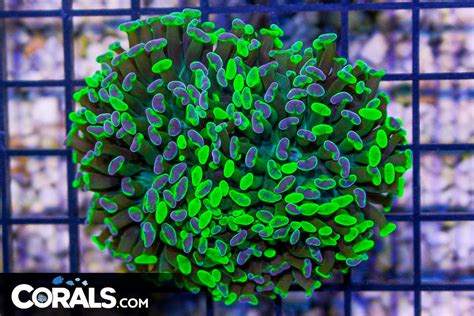 Branching Hammer Australia Neon Toxic Heads Corals