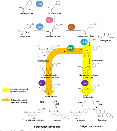 Diversion Of Metabolic Flux Towards 5 Deoxy Iso Flavonoid Production