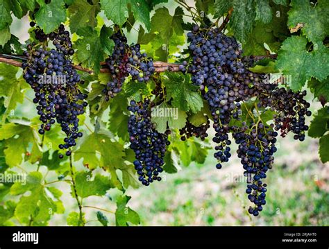 Organic farming grapes Stock Photo - Alamy