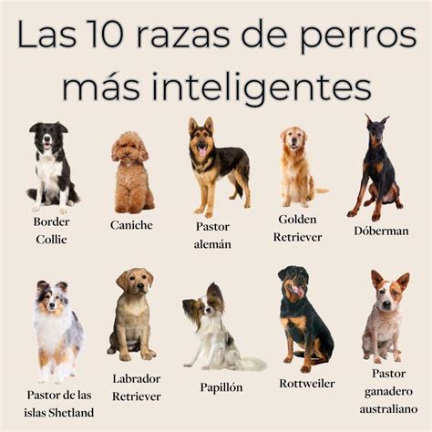 Ventajoso B Veda Dominante Lista De Razas De Perros Inteligentes