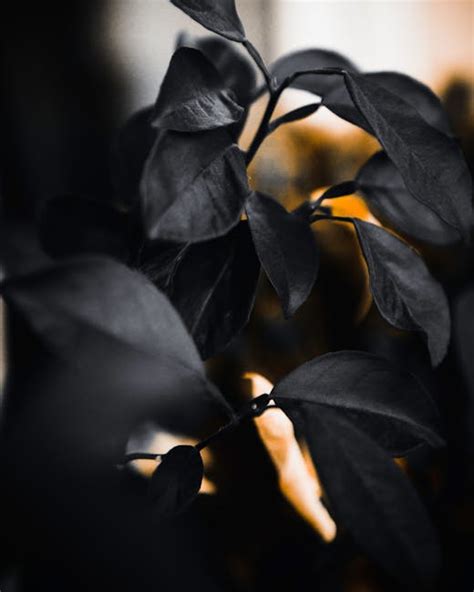 Free stock photo of black, black leaves, dark