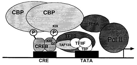 prevailing view   mechanism  calcium dependent creb